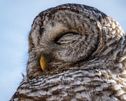 Sleepy Time #1 Photograph by Brad Bellisle