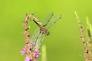 Smokey Shadow Dragonfly #1 Photograph by Brook Burling