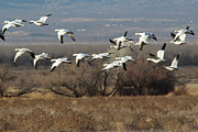 Snow Geese #1 Photograph by Robert Harris