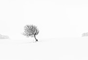 Solitude 1 #1 Photograph by Janet Burdon