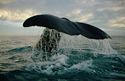 Sperm Whale Tail #1 Photograph by Flip Nicklin