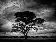Stormy Acacia Monochrome Ai Art by AI Digital Stormy Acacia Monochrome Ai Art by AI Digital
