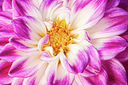 Sweet Surrender #1 Photograph by Marilyn Cornwell Sweet Surrender #1 Photograph by Marilyn Cornwell