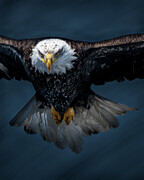 The Hunter #1 Photograph by Alan Moore