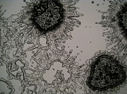The Microscopic World 12 Digital Art by Christopher Hollon