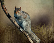 The Squirrel #1 Photograph by Cathy Kovarik The Squirrel #1 Photograph by Cathy Kovarik