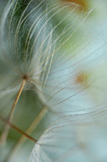 Three Dandelions #1 Photograph by Iris Greenwell