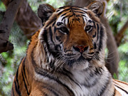Tiger #1 Photograph by Kelly Markus