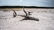 Tree Trunk On The Sand #1 Photograph by Alberto Zanoni Tree Trunk On The Sand #1 Photograph by Alberto Zanoni