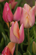 Graceful tulips Photograph by Leslie Struxness Graceful tulips Photograph by Leslie Struxness