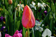 Tulips - 13513 Photograph by Wall Art Of Texas