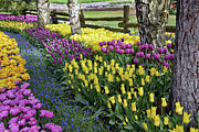 Tulips #1 Photograph by Jerry Cahill