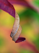 Twist #1 Photograph by Lynn Wohlers