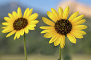 Two Sunflowers #1 Photograph by Bob Falcone Two Sunflowers #1 Photograph by Bob Falcone