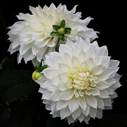 Two White Dahlias #1 Photograph by Julie Palencia