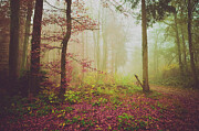 Vailed in tranquility #1 Photograph by Adrian Limani