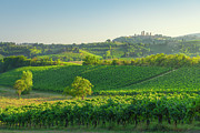 Vineyards in the San Gimignano countryside. Tuscany, Italy #1 Photograph by Stefano Orazzini Vineyards in the San Gimignano countryside. Tuscany, Italy #1 Photograph by Stefano Orazzini