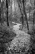 Wandering Through #1 Photograph by Steven David Roberts