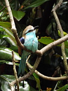 Racket-tailed Roller Photograph by Doreen Rosselli