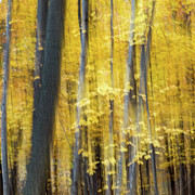 Whispers of the Woodlands #1 Photograph by Shankar Adiseshan