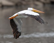 White Pelican #1 Photograph by Alan Moore White Pelican #1 Photograph by Alan Moore