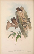 White-striped Free-tailed Bat, #2 Drawing by John Gould White-striped Free-tailed Bat, #2 Drawing by John Gould