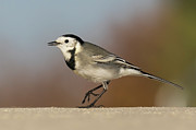 White Wagtail Motacilla alba Costa Ballena Cadiz #1 Photograph by Sapiens Verbum White Wagtail Motacilla alba Costa Ballena Cadiz #1 Photograph by Sapiens Verbum