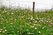 Wildflowers #1 Photograph by Merle Grenz