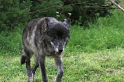 Wolf #1 Photograph by Demetrai Johnson