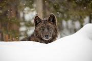 Wolf in Snow, Yellowstone National Park #1 Photograph by The Yellowstone Collection