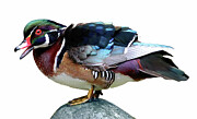 Wood Duck #1 Photograph by Jim Signorelli Wood Duck #1 Photograph by Jim Signorelli