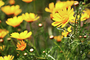 Yellow Daisies #2 Photograph by Augusta Stylianou