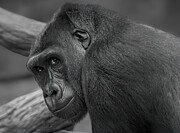 You Lookin' At Me? #1 Photograph by Jim Signorelli You Lookin' At Me? #1 Photograph by Jim Signorelli