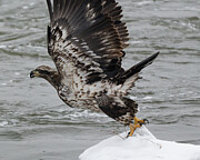 Young Bald Eagle #1 Photograph by Alan Moore
