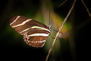 Zebra Butterfly #2 Photograph by Mark Andrew Thomas