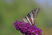 Zebra Swallowtail II #1 Digital Art by Jerry Dalrymple