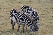 Zebras grazing #1 Photograph by John Walsh Zebras grazing #1 Photograph by John Walsh