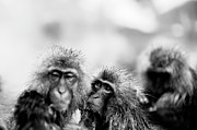  Jigokudani Monkey Park, Nagano, Japan #10 Photograph by Eugene Nikiforov