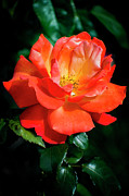 Nature Art #10 Photograph by Robert Grac Nature Art #10 Photograph by Robert Grac