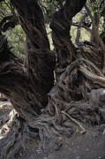 100 Years Tree Photograph by Micah Offman