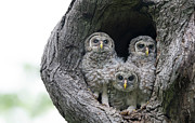 Astute Observers Photograph by Puttaswamy Ravishankar Astute Observers Photograph by Puttaswamy Ravishankar
