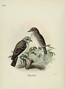 114434 Spotted Flycatcher Mixed Media by Naturalist
