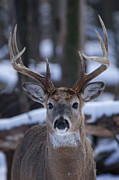 Winter Whitetail Buck #12 Photograph by Brook Burling