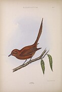 123658 Long Tailed Rufous Flycatcher Mixed Media by Naturalist