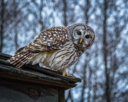 Barred Owl #13 Photograph by Brad Bellisle