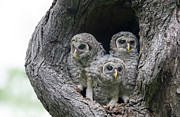 Curious Babies Photograph by Puttaswamy Ravishankar Curious Babies Photograph by Puttaswamy Ravishankar