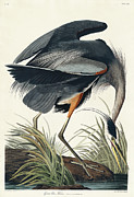 Great blue Heron #13 Drawing by John James Audubon