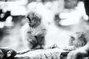 Jigokudani Monkey Park, Nagano, Japan #13 Photograph by Eugene Nikiforov