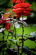 Nature Art #14 Photograph by Robert Grac Nature Art #14 Photograph by Robert Grac