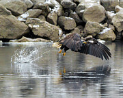 Bald Eagle #16 Photograph by Alan Moore Bald Eagle #16 Photograph by Alan Moore